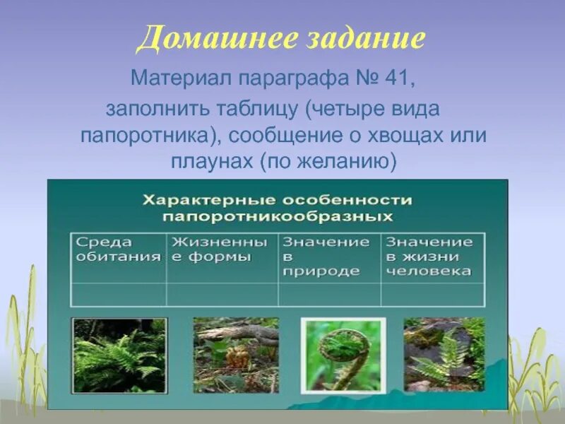 Признаки папоротников хвощей плаунов. Биология отдел Папоротниковидные. Жизненные формы папоротников. Общая характеристика плауны хвощи папоротники. Жизненная форма папоротниковидных.