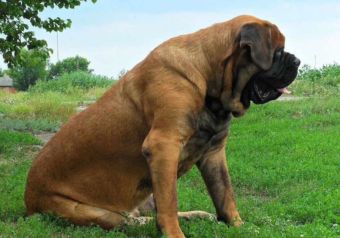 List of mastiff type breeds