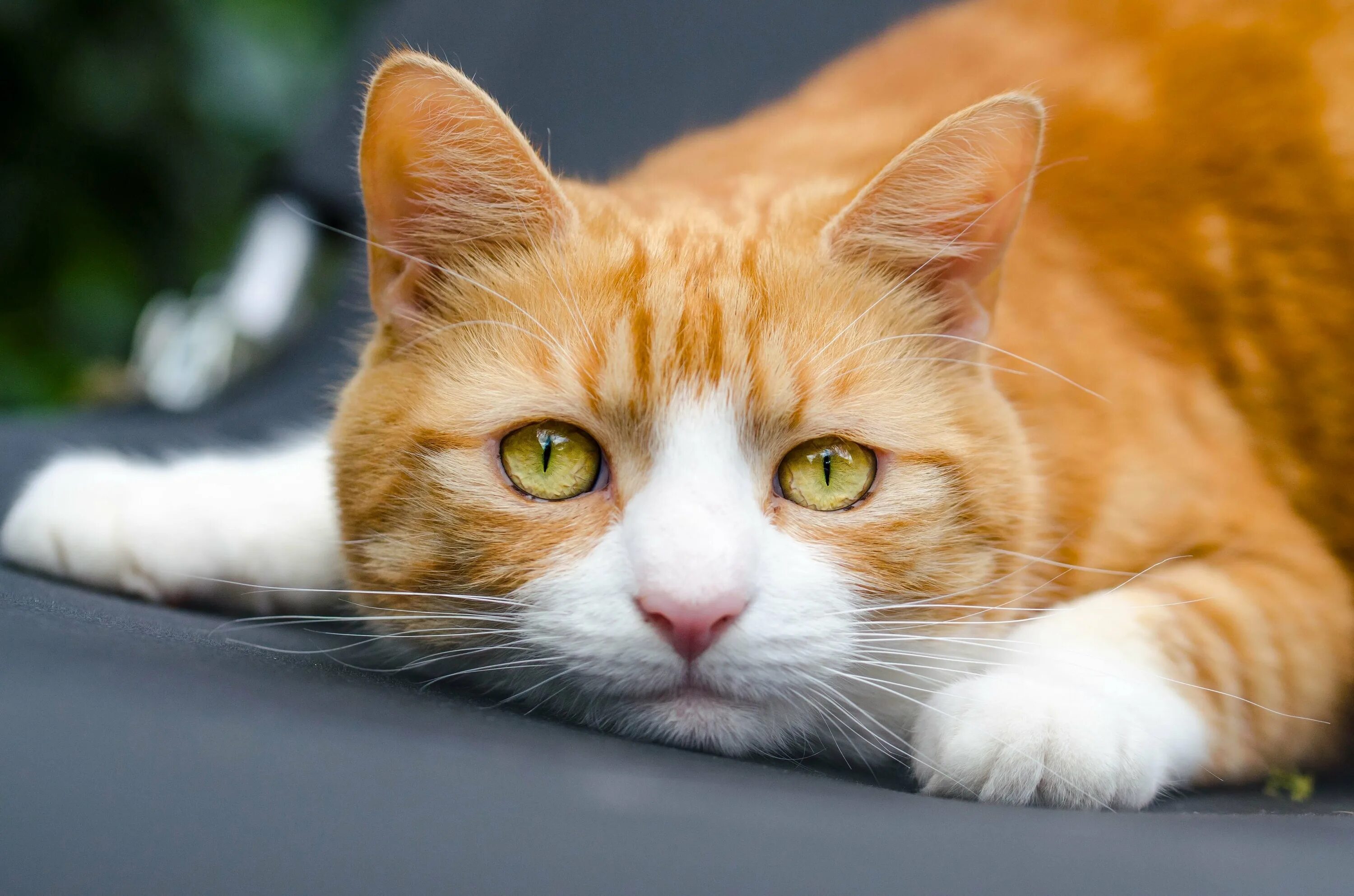 Рыжий кот режим работы. Рыжий кот. рыжая кошка. рыжая крошка. рыжий котенок с желтыми глазами.