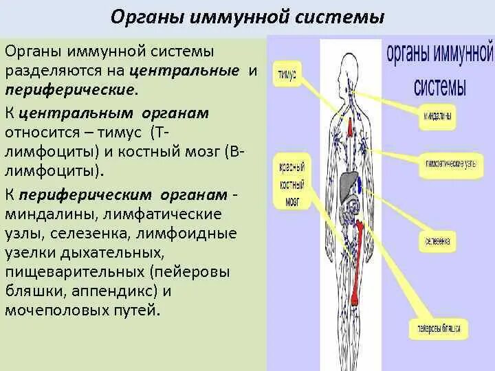 К периферическим иммунным органам относятся. Центральные органы иммунной системы. К центральным органам иммунной системы относятся. Центральные и периферические органы лимфатической системы. К периферическим органам иммунной системы относят.