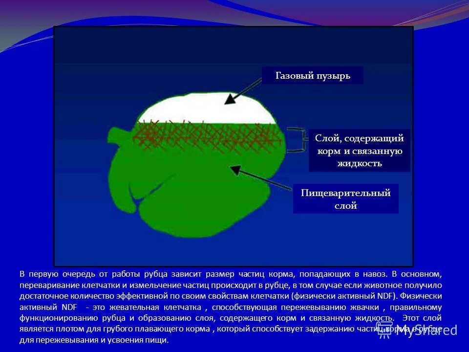 где расщепляется клетчатка