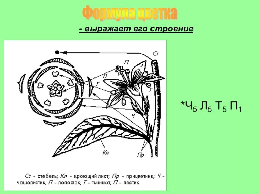 Ч0л5т5п1 формула какого цветка. Купена душистая диаграмма цветка. Диаграмма цветка биология. Купена диаграмма цветка. Диаграмма цветка 5 класс биология.