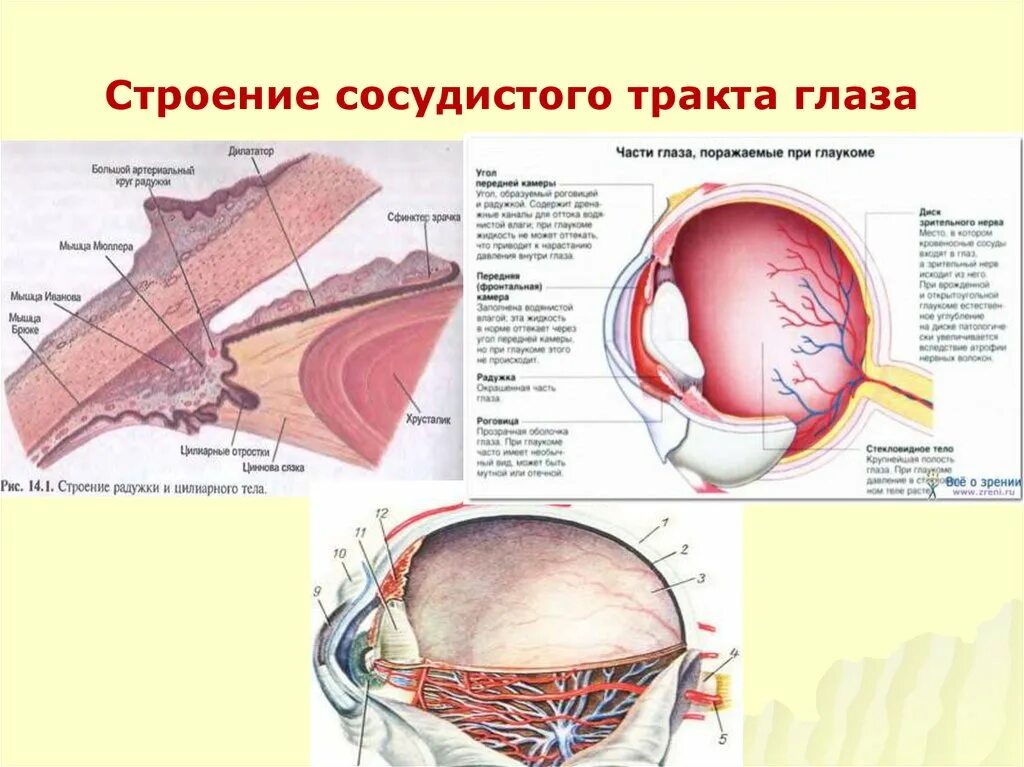 Сосудистая оболочка защищает. Строение сосудистого тракта глаза. Анатомия сосудистого тракта. Кровоснабжение сосудистого тракта глаза. Сосудистая структура глаза.