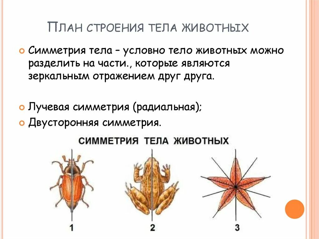 Типы симметрии в биологии 8 класс. Симметрия тела животных. Типы симметрии животных. Типы симметрии тела животных.