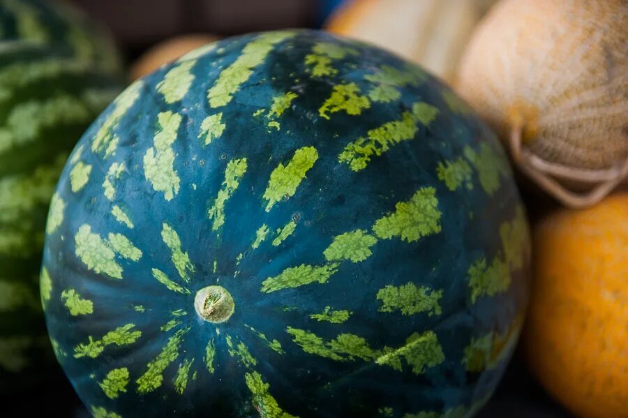 Казахстанские арбузы. Астрахань поля бахчи. Дыня астрахань. Астрахань дыня. Дыня астрахань.