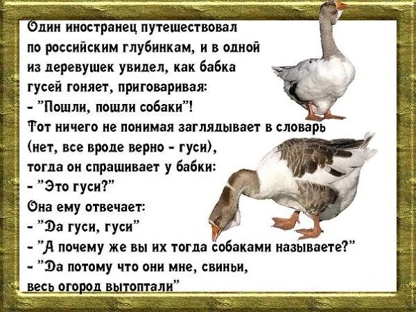 Почему гуси стали садиться на барку. Анекдот про гуся. Гусь прикол. Шутки про гусей. Анекдот про бабушку и гусей.