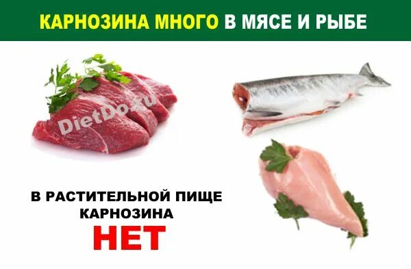 Карнозин в каких продуктах содержится. В каких продуктах содержится карнозин. Карозин в каких продуктах содержится. Карнозин в каких продуктах. L-карнозин в каких продуктах содержится.