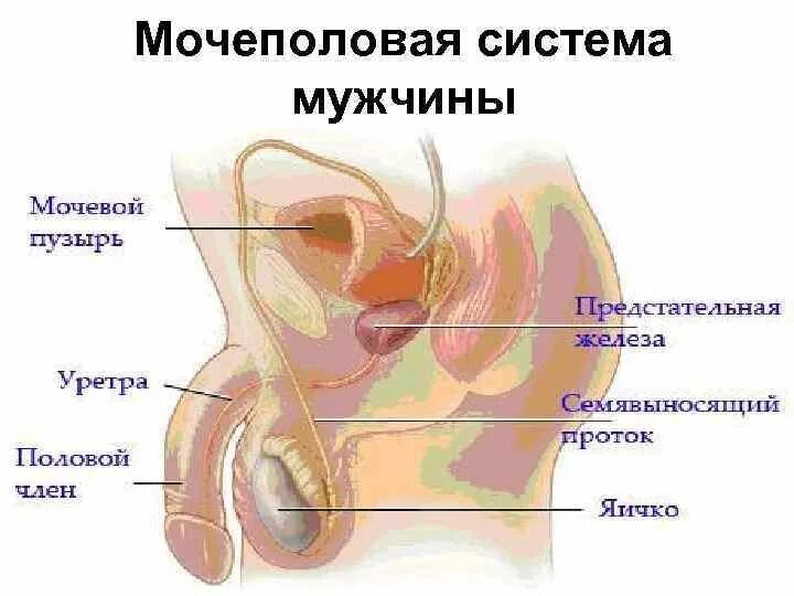 Мочеполовая система мужской мочеиспускательный канал. Строение мужской мочеполовой системы анатомия. Анатомия человека Мочеполовая система мужчины. Анатомия мочеполовой системы мужчины в картинках.