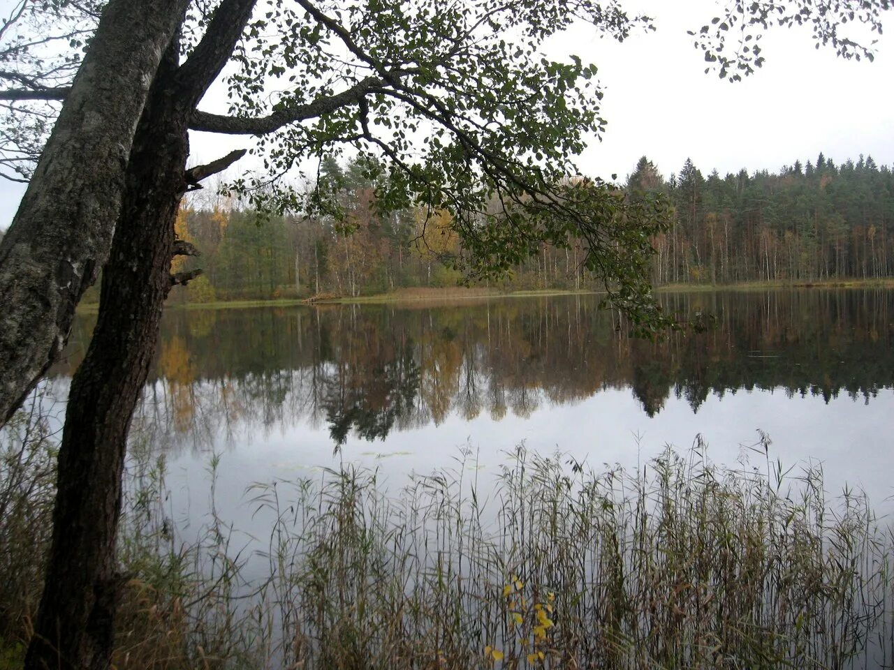 Омчино белая дача, луга. Белое озеро луга. Белое озеро ленинградская область. Озеро луговая тишь. Белое озеро луга.