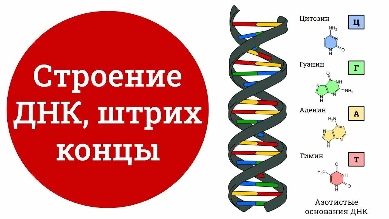 Строение ДНК. Строение ДНК концы. Строение ДНК 5 И 3 концы. Штрих концы ДНК.