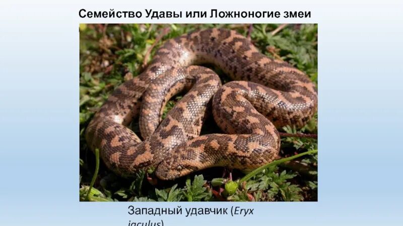 Западный удавчик — Eryx jaculus (Linnaeus, 1758). Песчаный удавчик ложноногие. Кавказский удавчик. Западный удавчик.