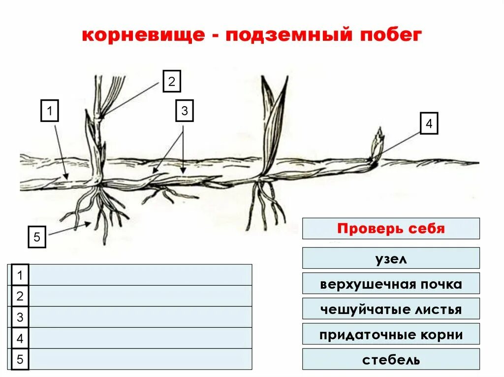 Рассмотрите пырей и его корневище. Строение корневища пырея. корневище пырея схема. строение корневища пырея схема. подземный побег корневища пырей.