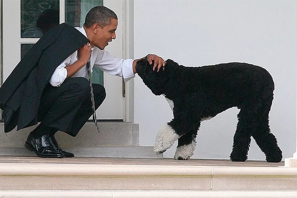 Человек с собакой. Бо обама (bo obama). Бо обама (bo obama). Барак обама смешные фото. Португальская водяная собака обамы.