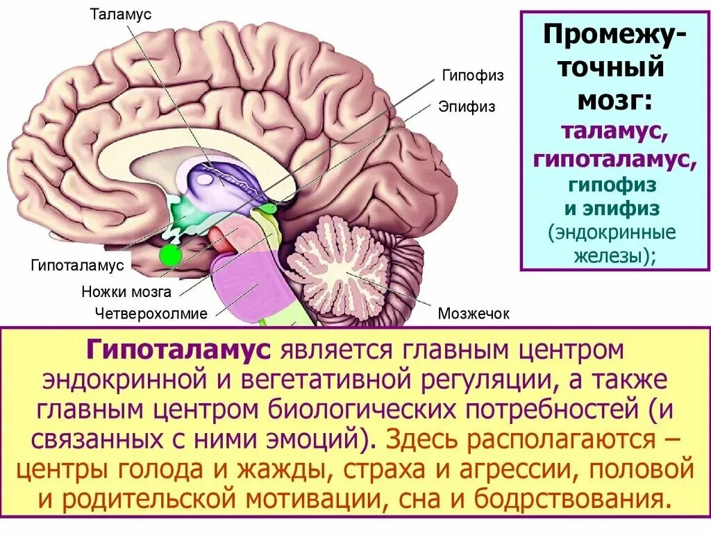 Подкорковые вегетативные центры