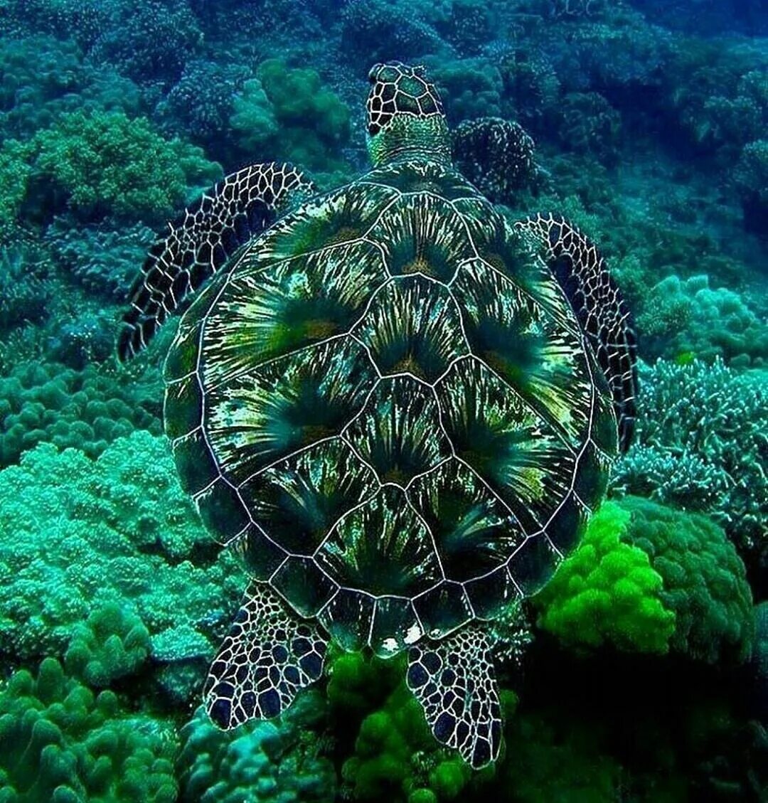 Красивая черепаха. Морская черепаха бисса. Туббатаха риф черепаха. Зеленая морская черепаха. Черепаший риф Мальдивы.