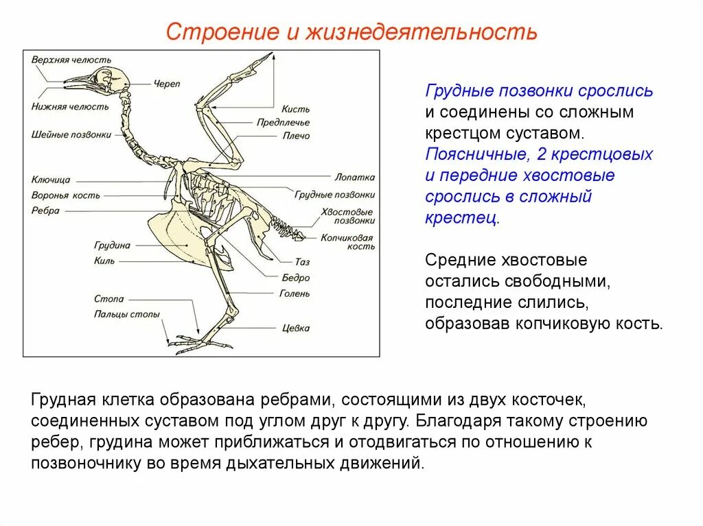 Таблица особенностей строения скелета птиц. Скелет птицы сложный крестец. Отделы позвоночника птиц 7 класс. Скелет птицы позвоночник. Строение сложного крестца птицы.