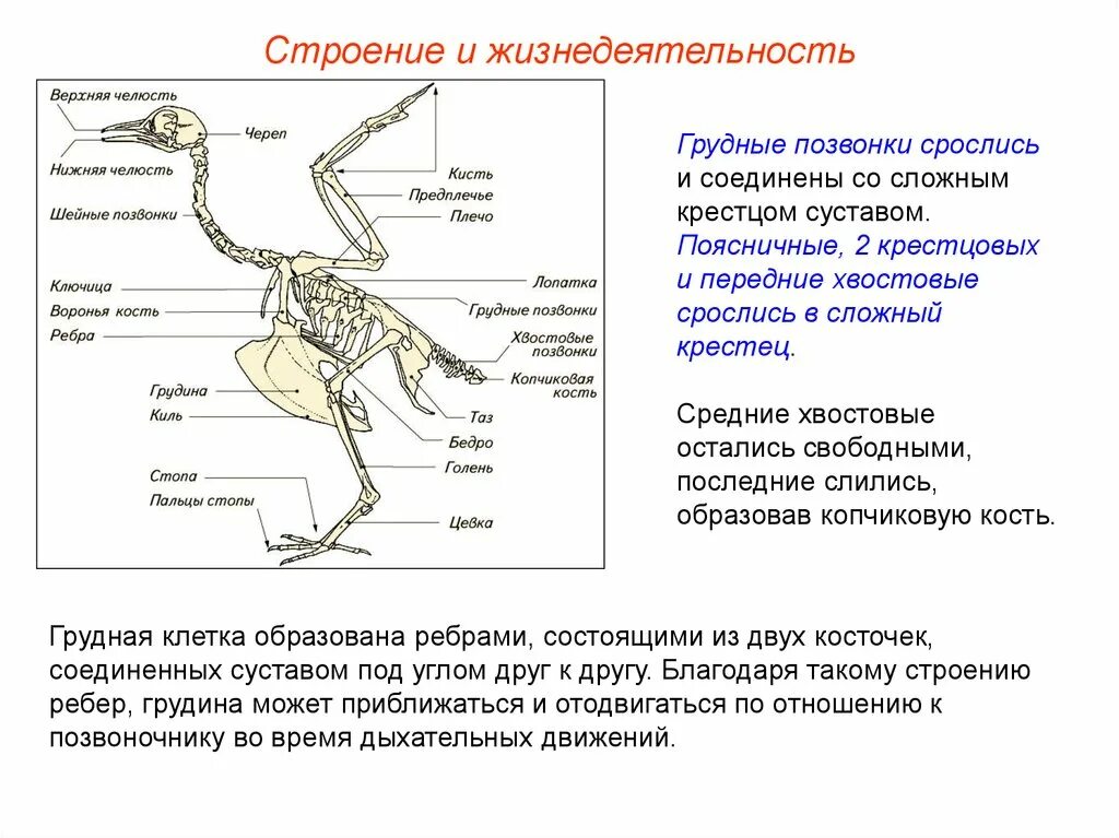 Скелет птицы сложный крестец. Отделы позвоночника птиц 7 класс. Скелет птицы позвоночник. Строение сложного крестца птицы.