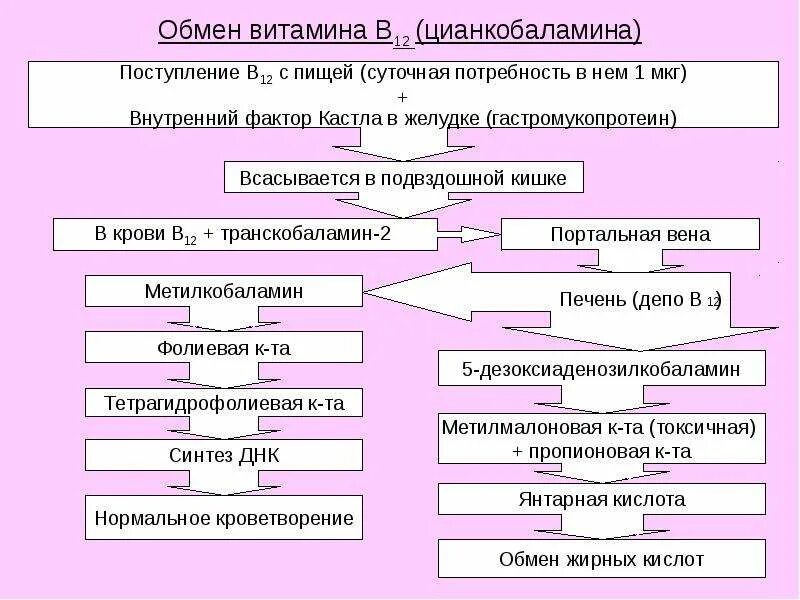 Обмен витамина в12 и фолиевой кислоты. Метаболизм витамина b12. Этапы всасывания витамина в12 касла. Обмен витамина в12 схема. Метаболизм витамина б.
