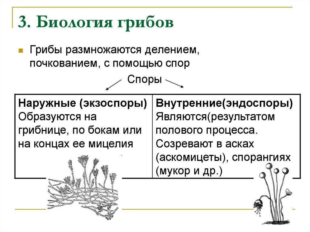 Группы грибов 7 класс биология. Царство грибы строение. Царство грибов размножение. Таблица строение размножение грибов. Царство грибов строение 7 класс.