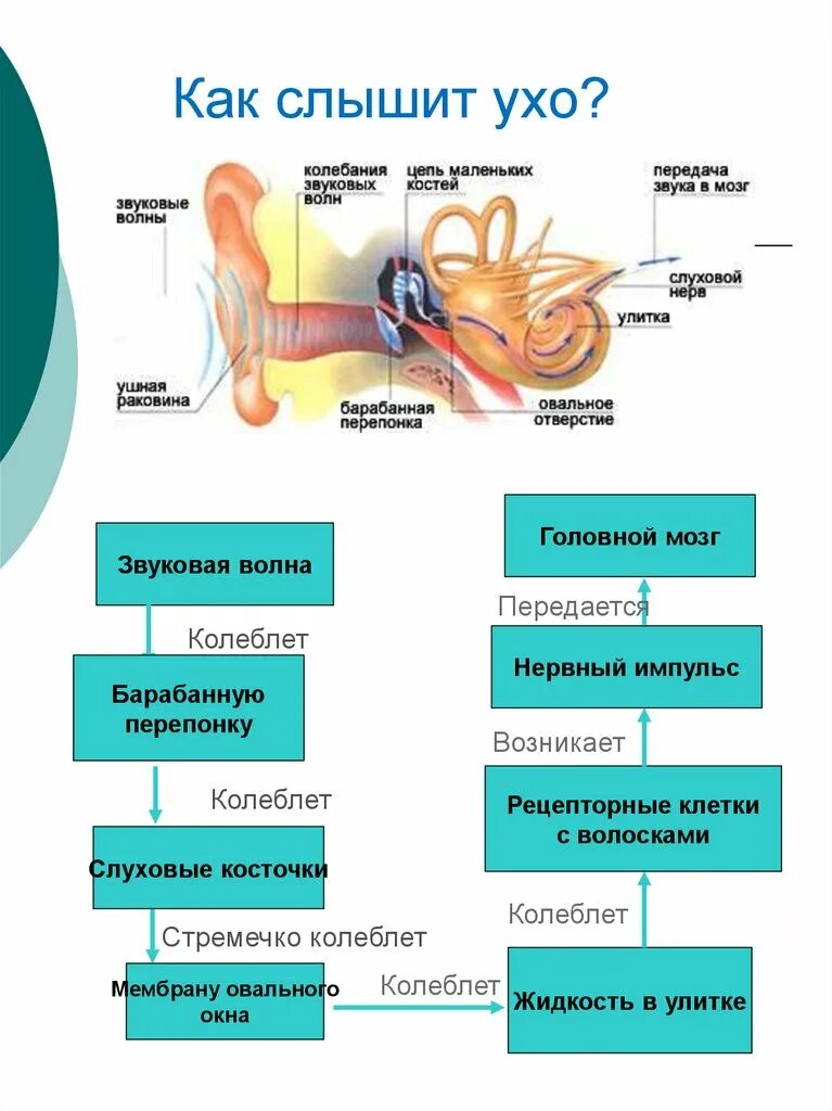 Почему одно ухо плохо. Слышит плохо слышит ухо. Несколько дней заложено ухо.