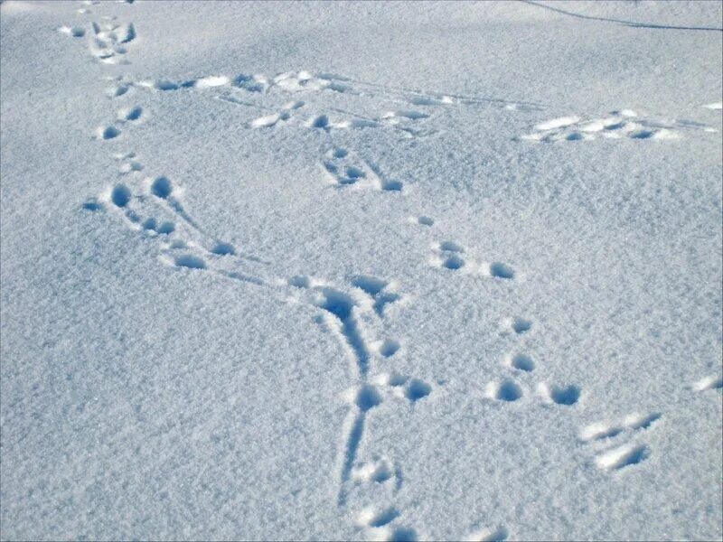Видны заячьи следы. Заячьи следы. Следы зайца. Заячьи следы на снегу. Следы зайца на снегу.