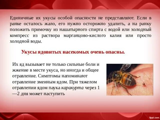 Как избежать укуса осы. Укусы ядовитых насекомых.