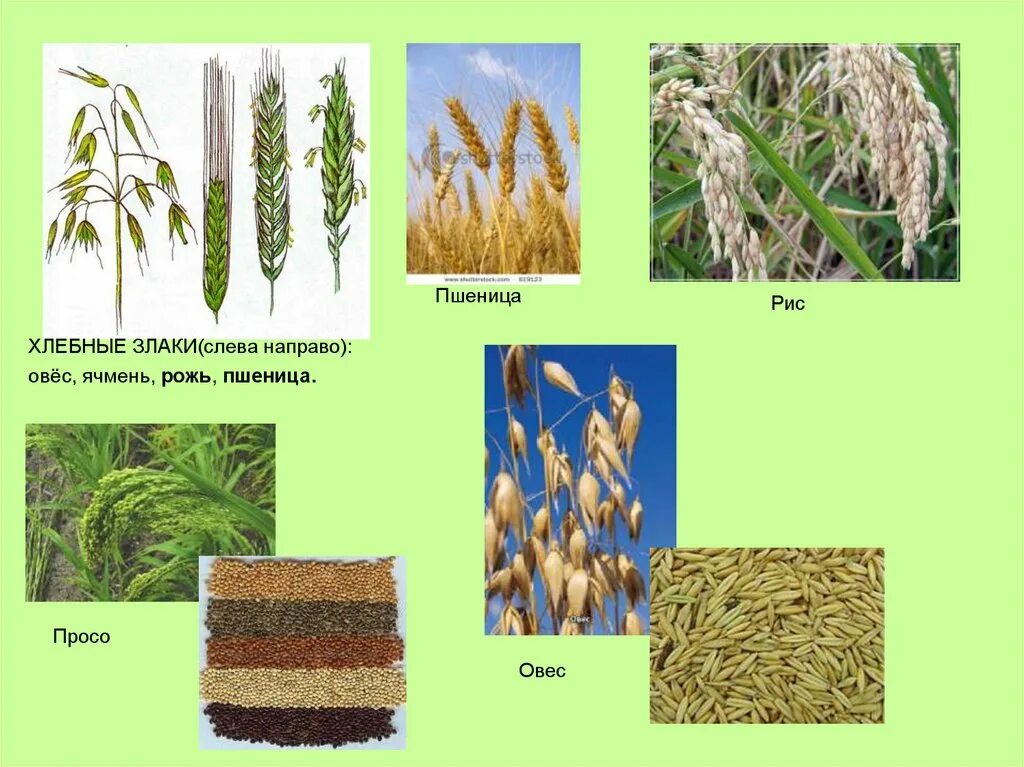 Какие зерновые культуры выращивали в россии. Культурные растения: - хлебные злаки (рис, пшеница, кукуруза)......?. Злаковые рожь овес пшеница. Ячмень пшеница рожь культура зерновая. Пшеница, рожь, ячмень, овес, кукуруза.