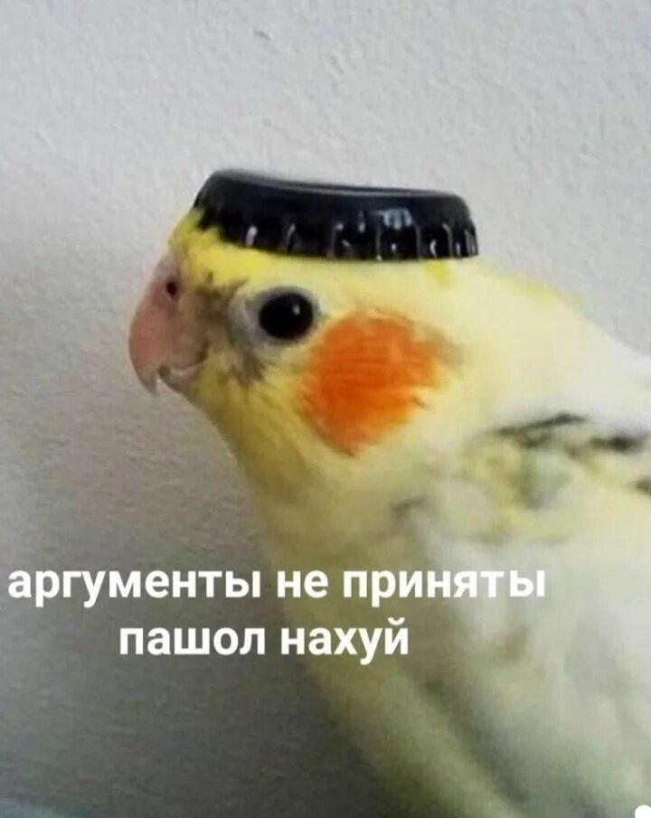Фото с попугаем мем тик ток Пин на доске Так блэт Милые рисунки, Мемы, Христианские мемы