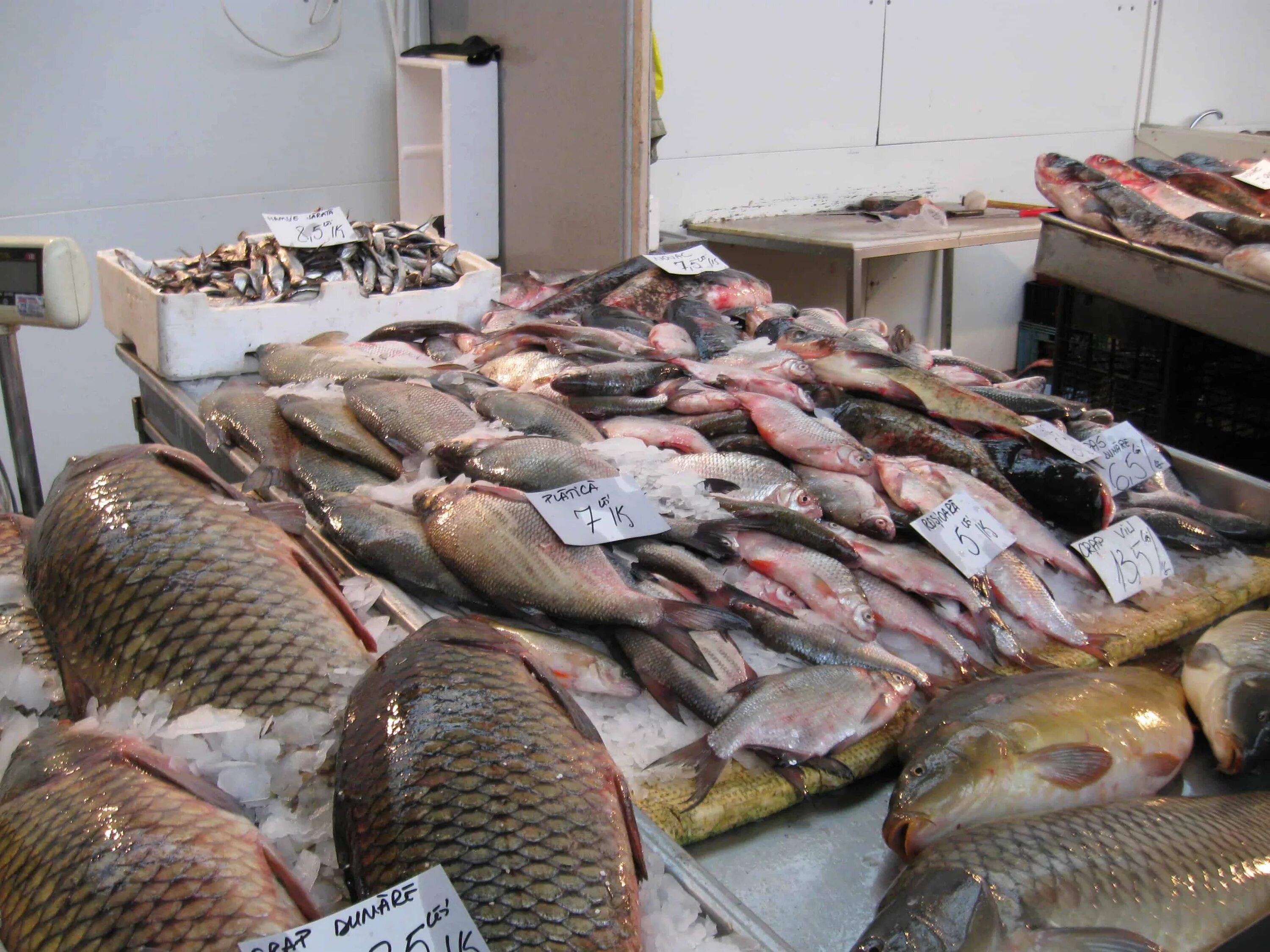 Продается живая рыба. Живая рыба в магазине. Магазин живой рыбы в Москве. Южный рынок Живая рыба. Лавка Живая рыба.