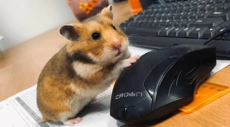 Мышь хомячков. Компьютерный хомяк. Мышка хомяк компьютерная. Хомяк геймер. Хомяк с компом.