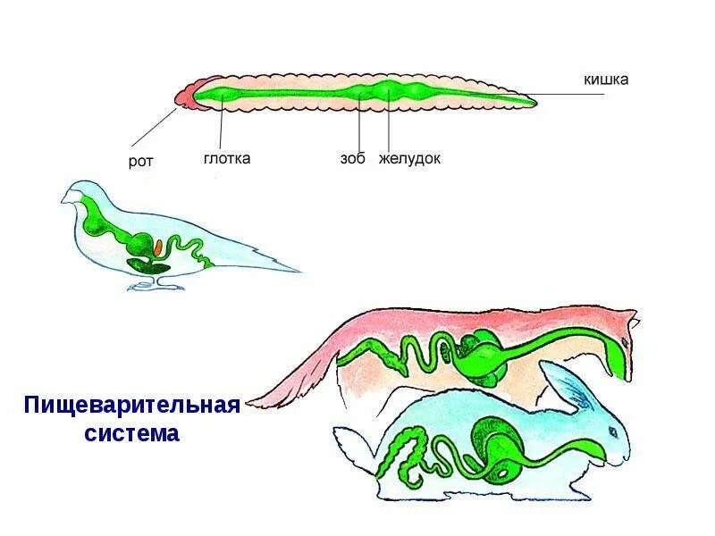 Урок питание и пищеварение у позвоночных животных. Эволюция пищеварительной системы системы животных. эволюция пищеварительной системы схема. эволюция пищеварительной системы хордовых животных. схема пищеварительной системы животных.