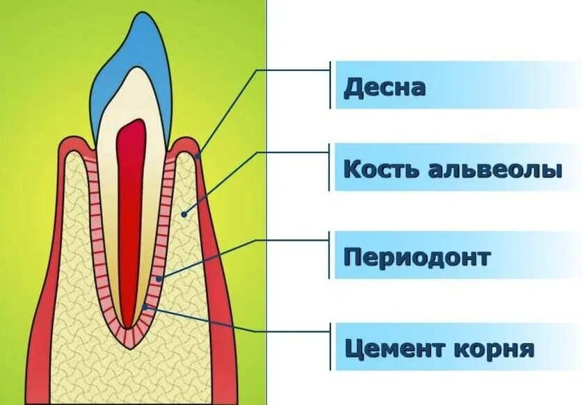 Анатомия строение зуба периодонт. Ткани зуба периодонт строение. Десна кость альвеолы периодонт.