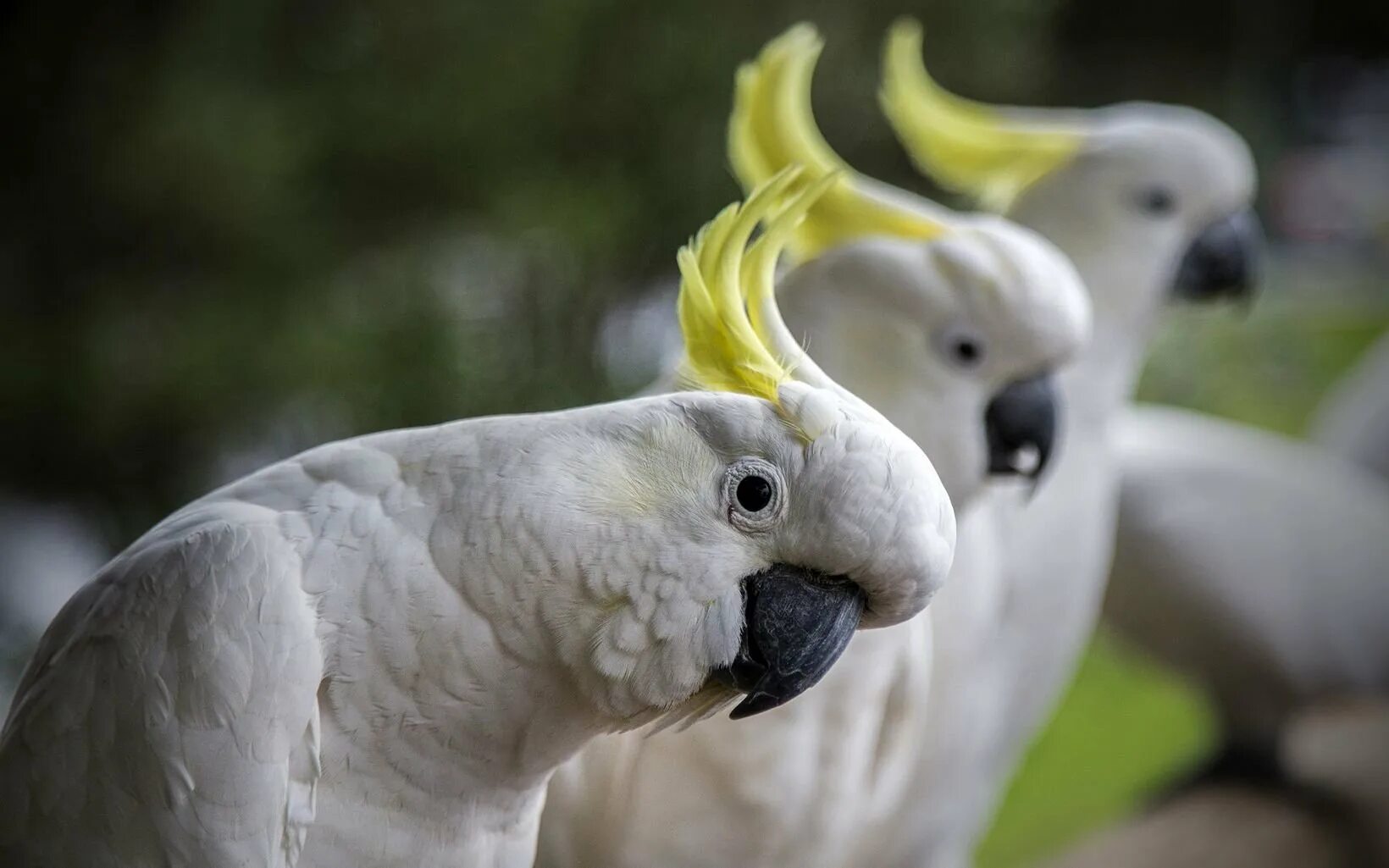 Забавная какаду. Попугай Какаду. Австралийский попугай Какаду. Белый попугай Какаду. Корелла попугай альбинос.