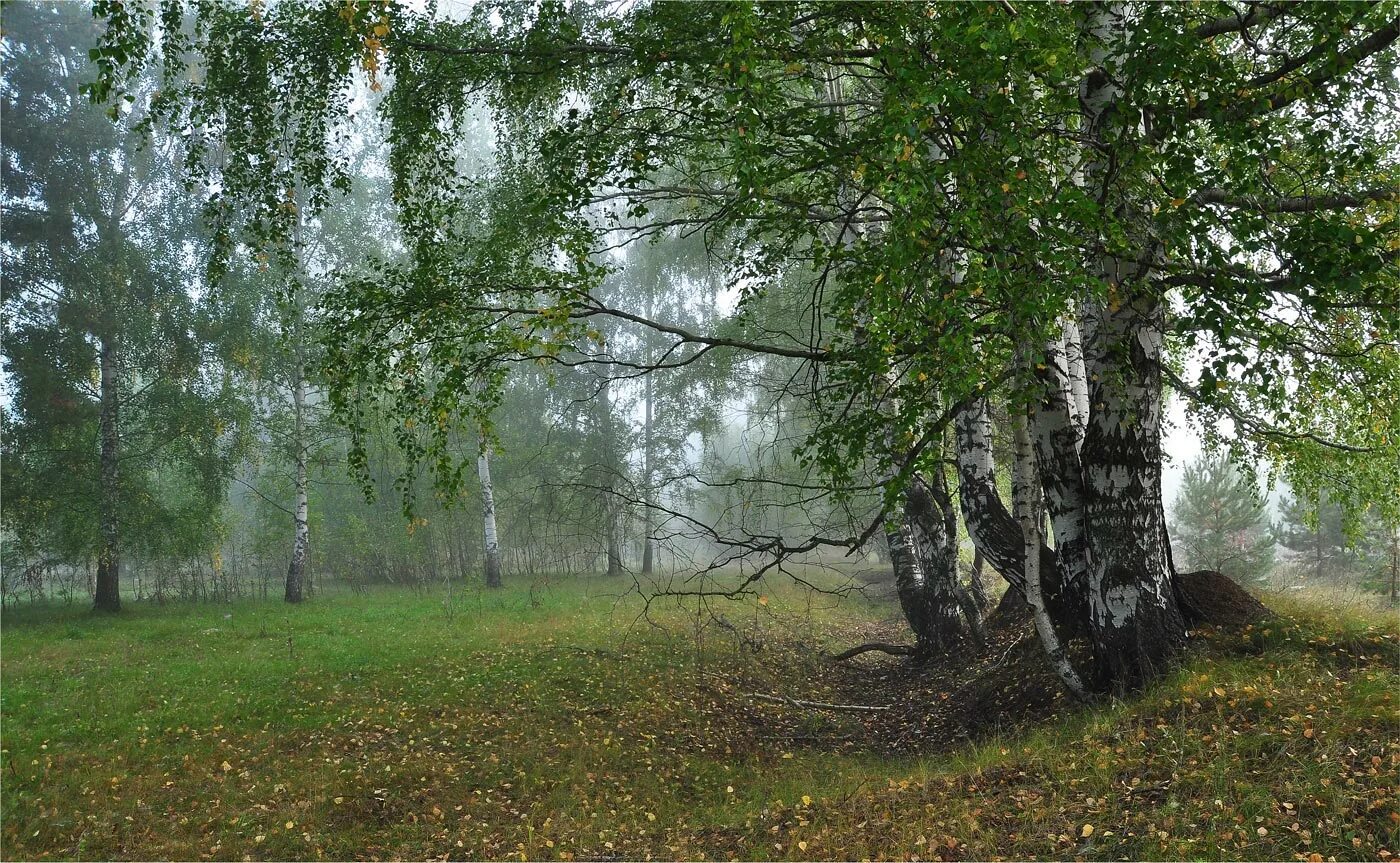 Вековая береза. Опушка леса. Березы в тумане. Военная природа. Дача стоявшая в березовом лесочке казалась