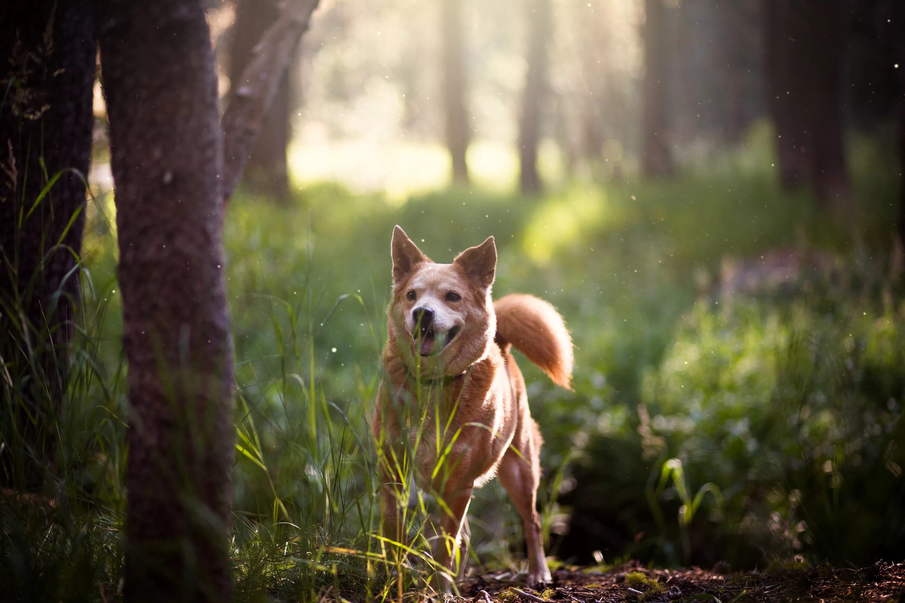 Собака вышла погулять. Собака в лесу. Собака на фоне леса. Щенки на природе. Собака на природе Эстетика.
