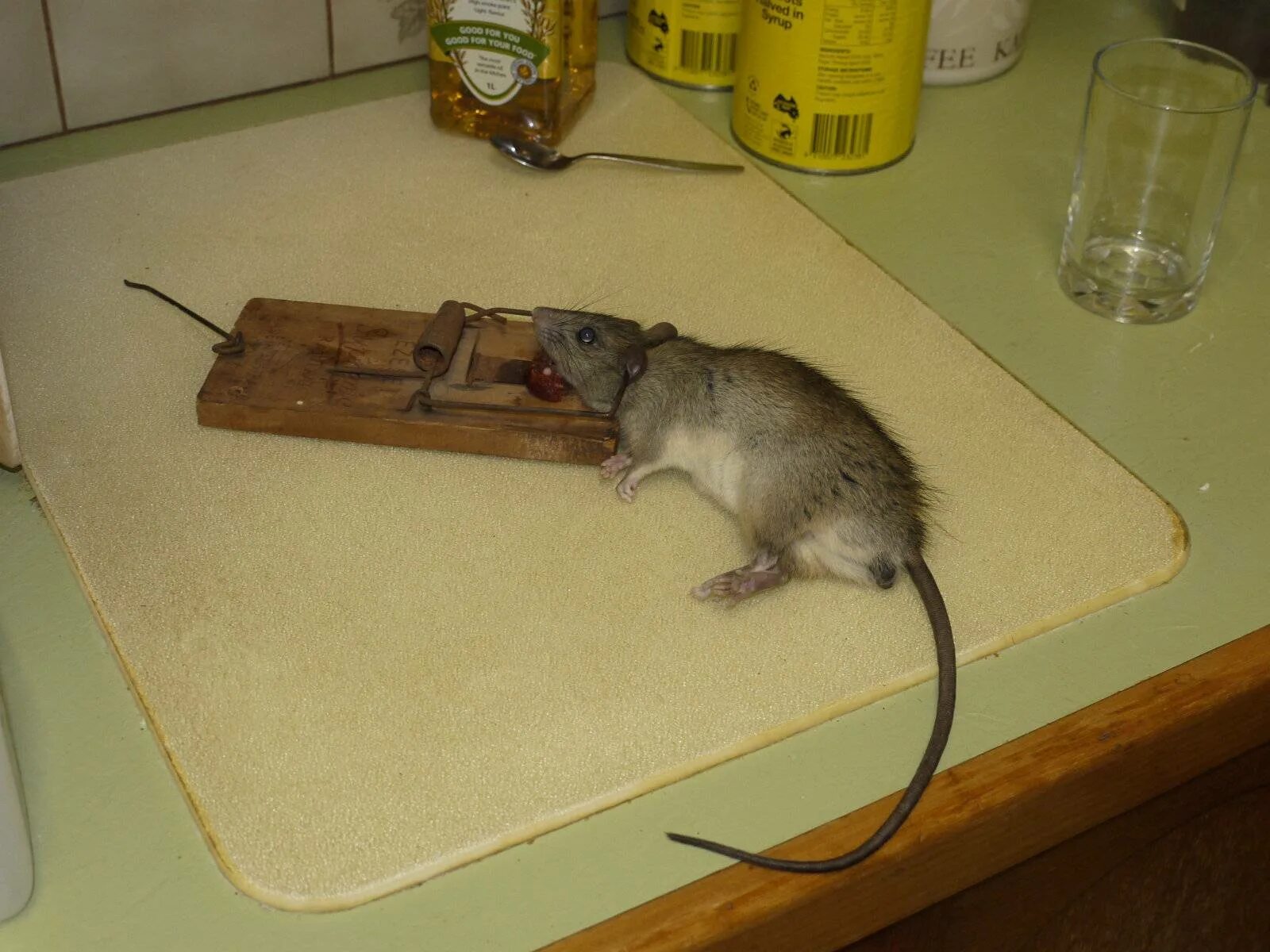 Найти мышей. Крысоловка rat Trap п-1. Мышь в мышеловке. Самодельная мышеловка.