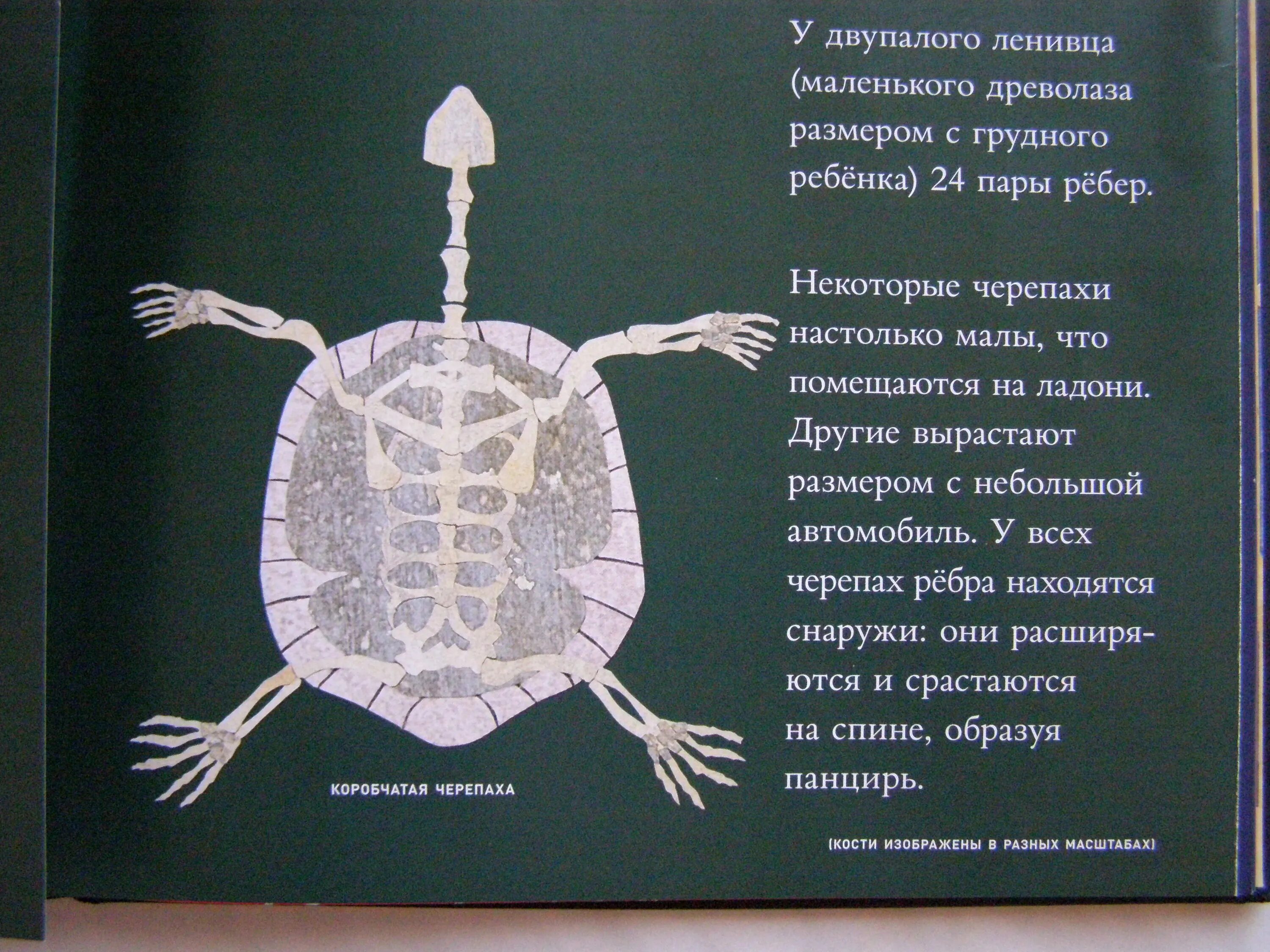 панцирь черепах сращен с позвоночником и ребрами да или нет. скелет морской красноухой черепахи. скелет красноухой черепахи. панцирь черепахи рентген. панцирь черепахи это ребра.