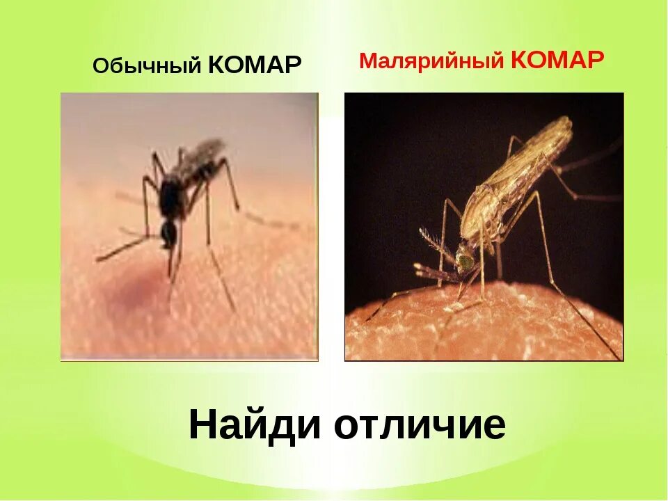 Какое развитие у малярийного комара. Москиты и малярийные комары. Малярийный комар строение. Как выглядит малярийный комар. Малярийный комар анофелес.