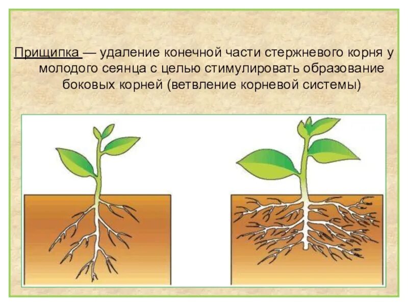 Корни есть листьев нет. Пикировка и прищипывание. Пикировка томатов прищипывание корня. Пикировка это в биологии.