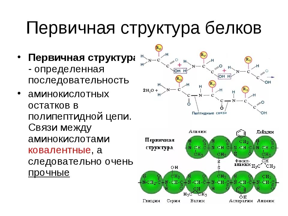 Первичная структура белка биохимия. Строение первичной структуры. Первичная структура биохимия. Строение первичной структуры белка. Химическая связь аминокислот