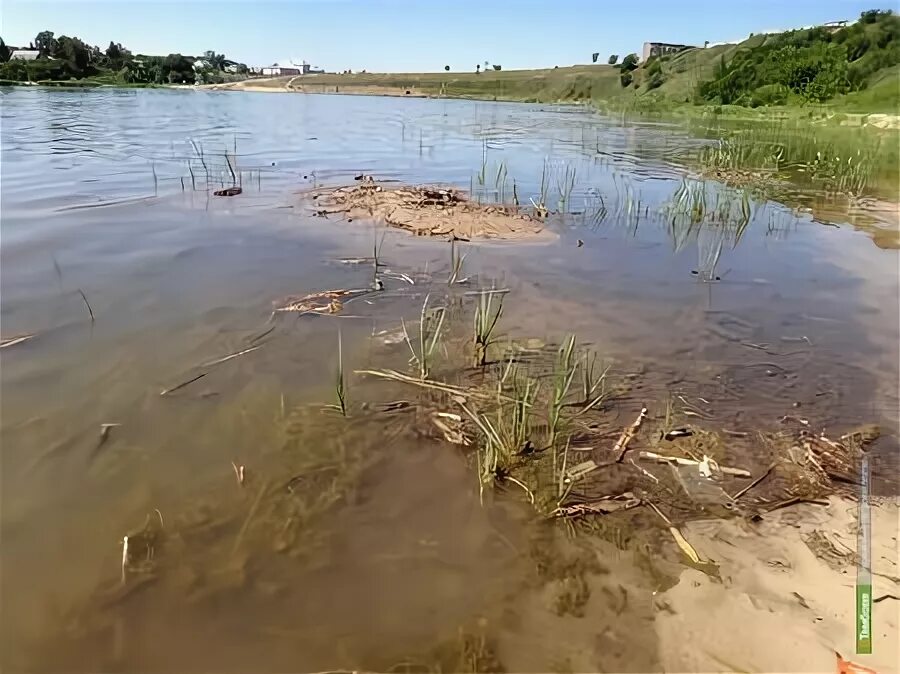 Илистое дно реки. Ил дно реки. Илистое дно озера. Ил в водоеме. Ил в озерах