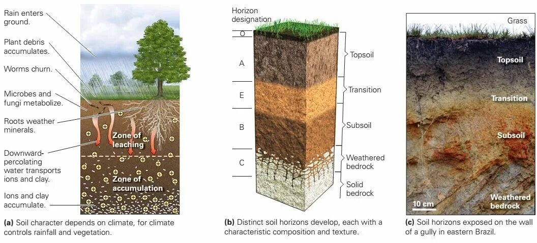 К материнской породе примыкает почвенный горизонт. Почвенный профиль. Почвенный профиль глинистой почвы. Почвенный Горизонт. Горизонты почвы.