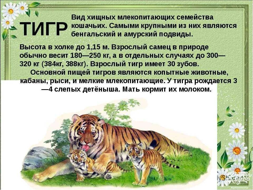 Про животных доклад 2 класс окружающий мир. Доклад о животном. Сообщение о млекопитающих. Доклад про млекопитающих 3 класс. Доклад про животное 3 класс по окружающему миру.