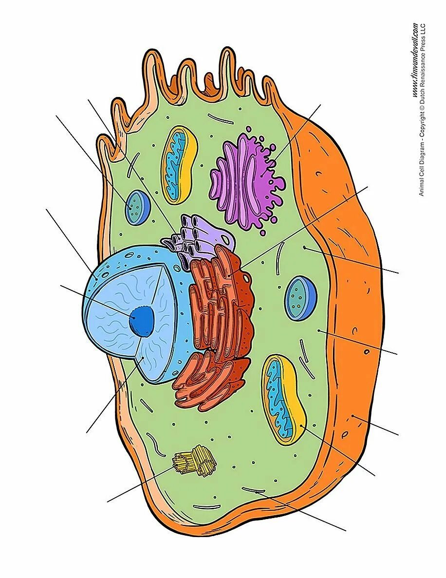 Цитология органеллы клетки. Строение животной клетки рисунок. Строение живой клетки. Эукариотическая клетка рисунок. Клетка метка