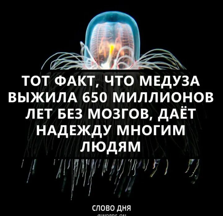 Тот факт что медуза выжила 650 миллионов лет без мозгов. Тот факт что медуза выжила 650 миллионов. То что медуза прожила без мозгов дает надежду многим. То что медуза прожила без мозгов дает надежду многим людям. 650 миллионов