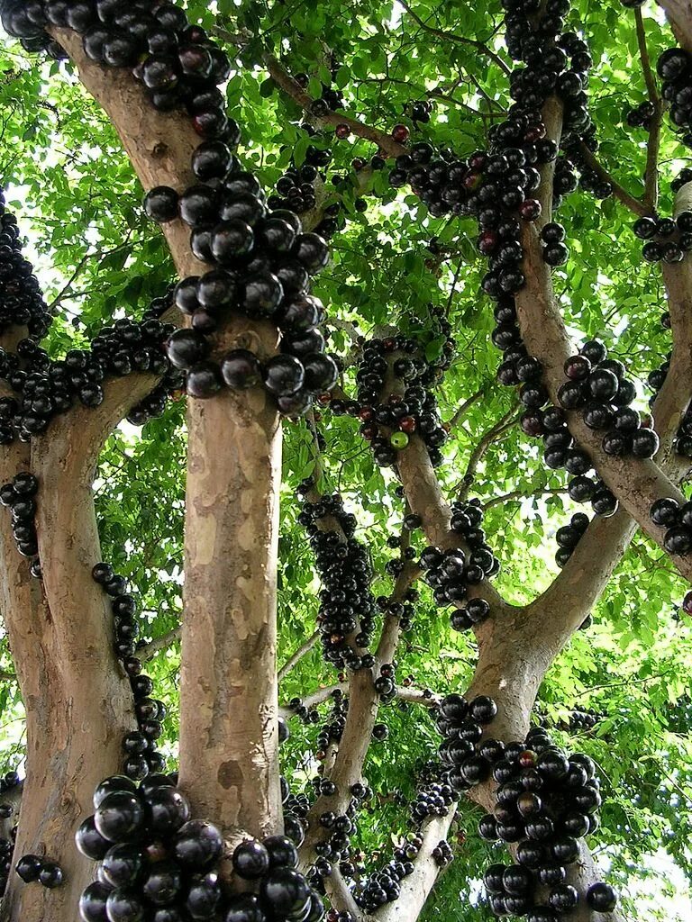 Файл:Jabuticaba  Википедия