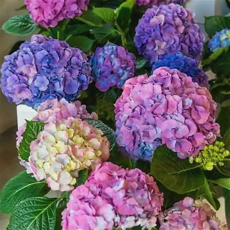 Hortensia - så får du den att blomma både inne och ute Allas Blommor, Hortensia,