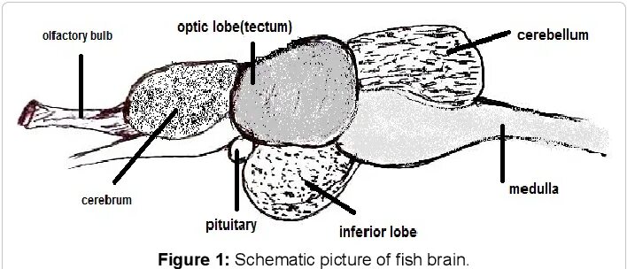 Brain fish. Мозг рыбы. Fish Brain structure. Мозг рыбы печать.