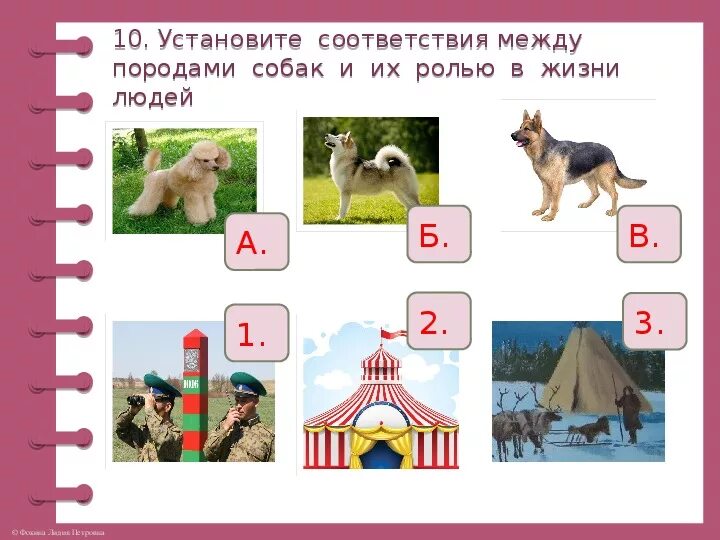 Кошки и собаки 2 класс. Породы собак задания для детей. Задание по окружающем мире про собак. Задания про кошек и собак. Собака задания для дошкольников.