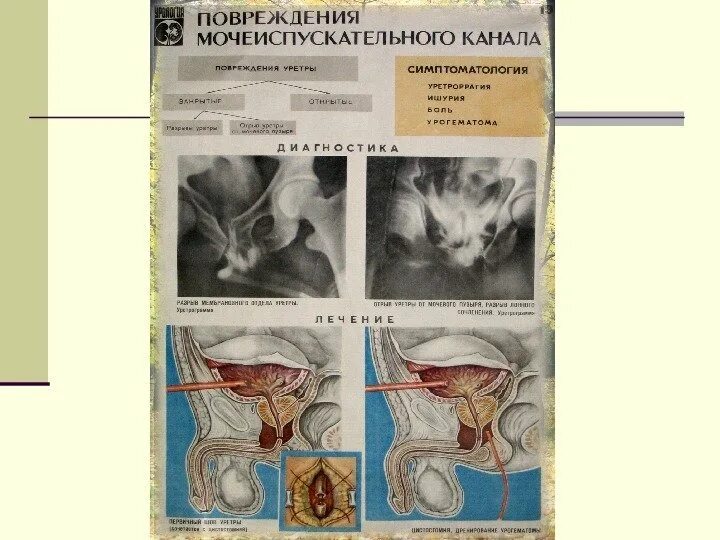 Особенности мочеиспускательного канала. Мочеполовая система кота. Мочеполовая система кота анатомия. Строение мочеполовой системы у котов.